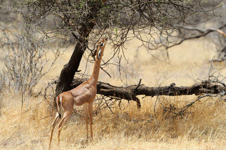 Gerenuk in the National Reserve of Africa, Kenyaの写真素材