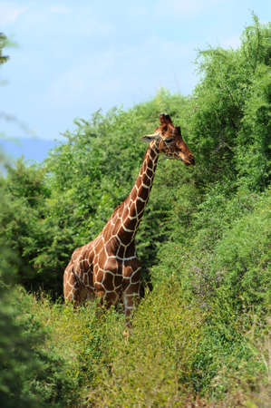Giraffe in the wild. Africa, Kenyaの写真素材