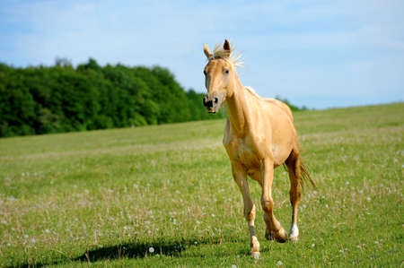 Horse running in the field in summer dayの写真素材