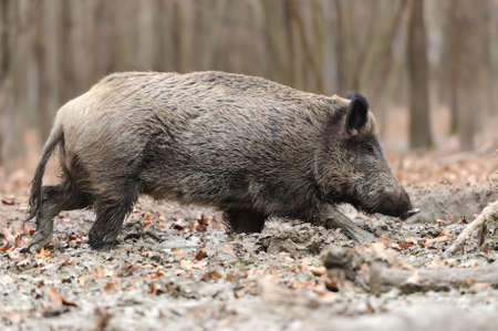 Wild boar in wood. Boar in dirtの写真素材