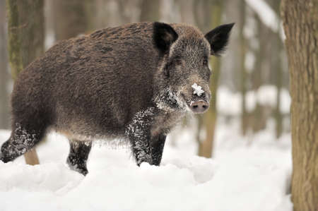 Wild boar in winter forestの写真素材