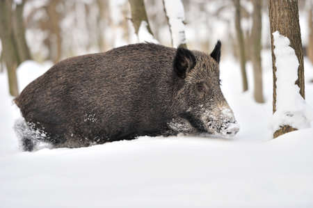 Wild boar in winter forestの写真素材