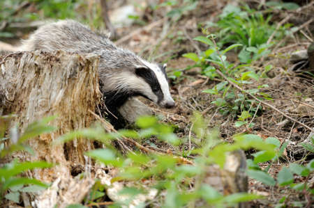 Badger near its burrow in the forestの写真素材