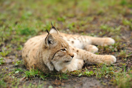 Young lynxの写真素材
