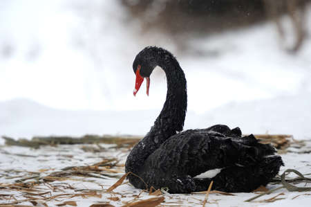 Black swan on snowの写真素材
