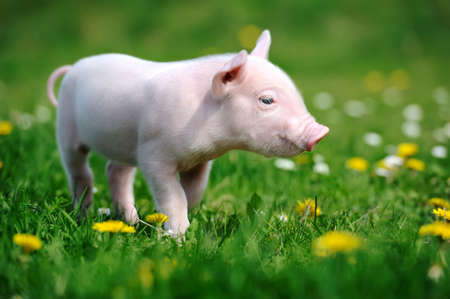 Young pig in a spring green grassの写真素材