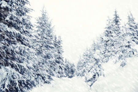 Beautiful winter landscape with snow covered treesの写真素材