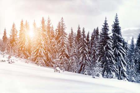 Beautiful winter landscape with snow covered treesの写真素材