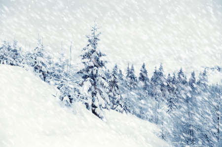 Beautiful winter landscape with snow covered treesの写真素材