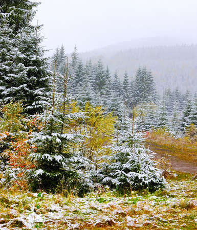 First snow in the forest in the mountainsの写真素材