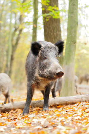 Wild boar in autumn forestの写真素材
