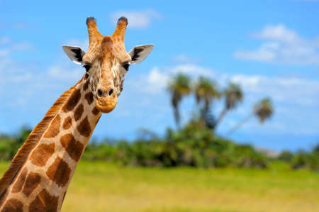 Giraffe in front Amboseli national park Kenyaの写真素材
