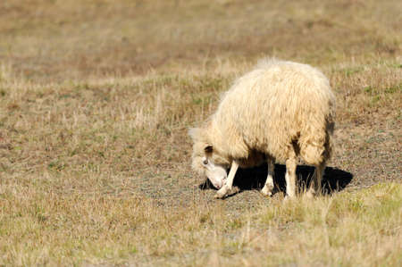 Sheep on a autumn fieldの写真素材