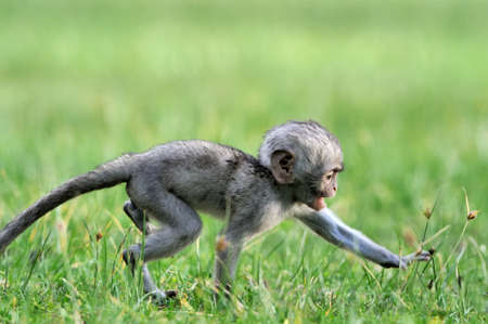 Baby Vervet Monkeys in the National park. Kenya, Africaの写真素材
