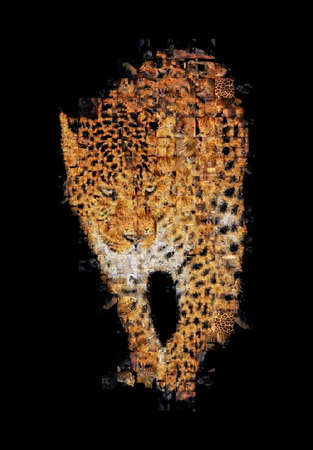 Many photographs of leopard, forms an image of the leopardの写真素材