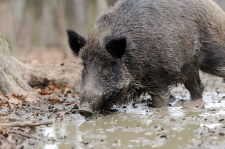 Wild boar in wood. Boar in dirtの写真素材