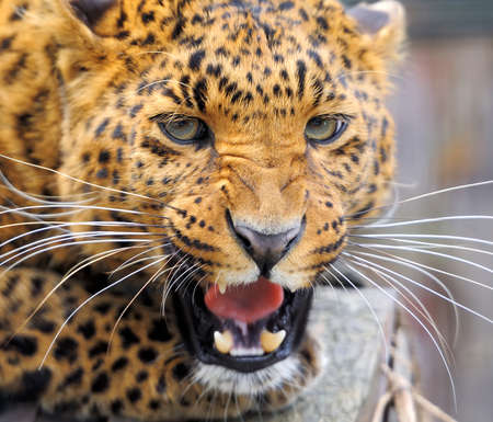 Close-up leopard portraitの写真素材