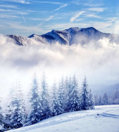 Beautiful winter landscape with snow covered treesの写真素材