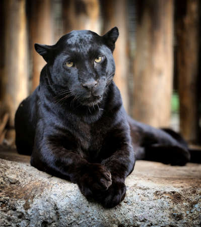 Black leopard Black leopard