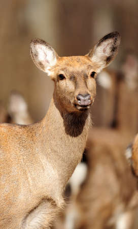 Deer in autumn forestの写真素材