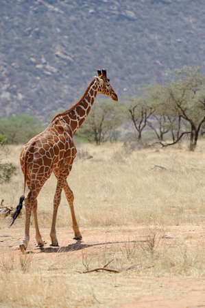 Giraffe in the wild. Africa, Kenyaの写真素材