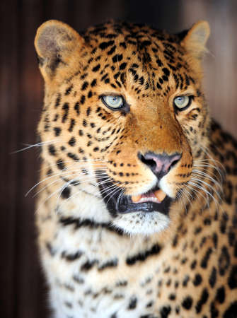 Leopard portrait on dark backgroundの写真素材