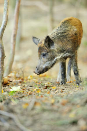 Yound wild boar in autumn forestの写真素材