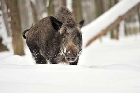 Wild boar in winter forestの写真素材
