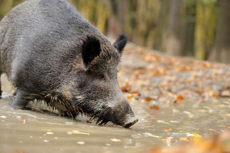 Wild boar in autumn forest. Boar in dirt
