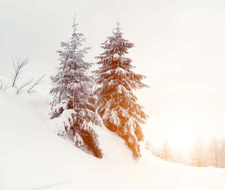 Beautiful winter landscape with snow covered trees