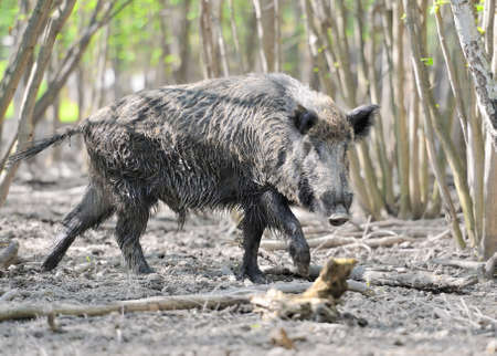 Wild boar in spring forestの写真素材