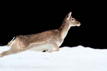 Fallow deer running in winter forestの写真素材