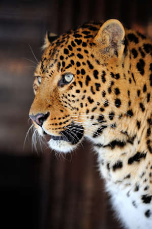 Leopard portrait on dark backgroundの写真素材