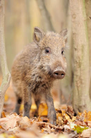Wild boar in autumn forestの写真素材