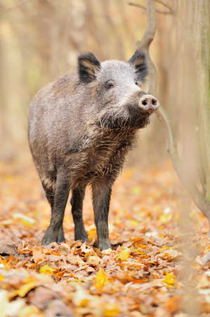 Wild boar in autumn forestの写真素材