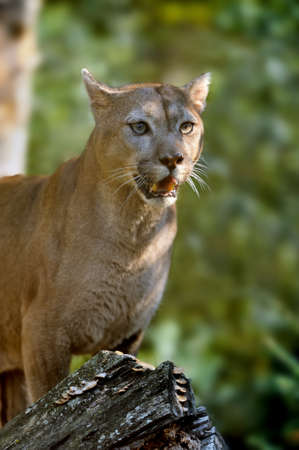 Cougar