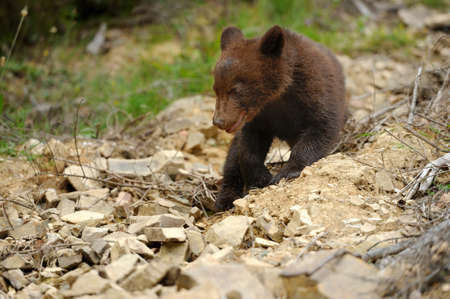 Brown bear cub in a forestの写真素材