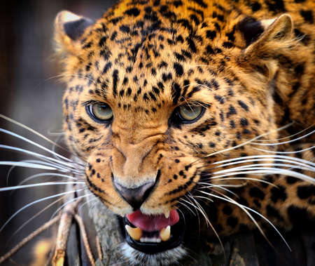 Leopard portrait on dark backgroundの写真素材