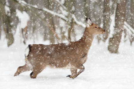 Young deer in winter forestの写真素材