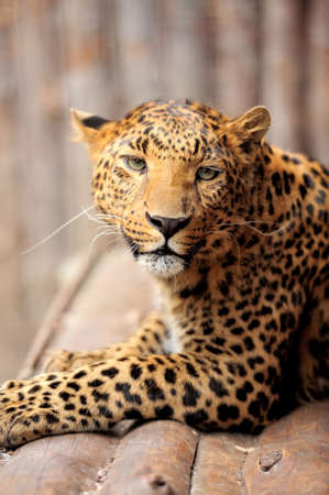 Close-up of portrait leopardの写真素材