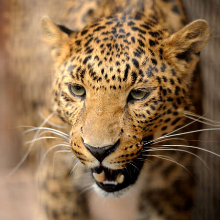 Leopardの写真素材