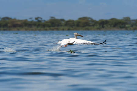 White pelican reflecting in waterの写真素材