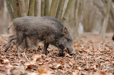 Wild boar in wood. Boar in dirtの写真素材