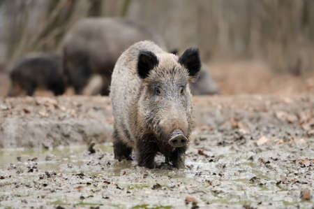 Wild young boar in autumn forestの写真素材