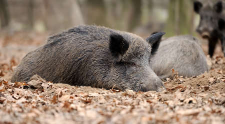 Wild boar in autumn forestの写真素材