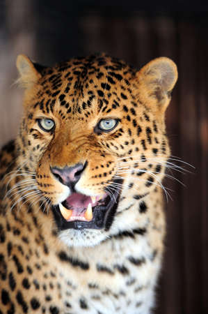 Leopard portrait on dark backgroundの写真素材