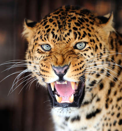 Leopard portrait on dark backgroundの写真素材