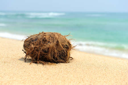 Nobody coconut on tropical island beach oceanの写真素材