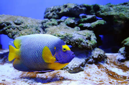 Underwater scene, showing different colorful fishes swimmingの写真素材