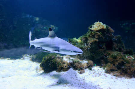 Whitetip reef shark (Triaenodon obesus)  in the coral reefの写真素材
